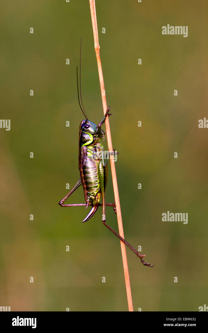 Roesel's Metrioptera roeselii (bushcricket), femme assise une une pousse, Allemagne Banque D'Images