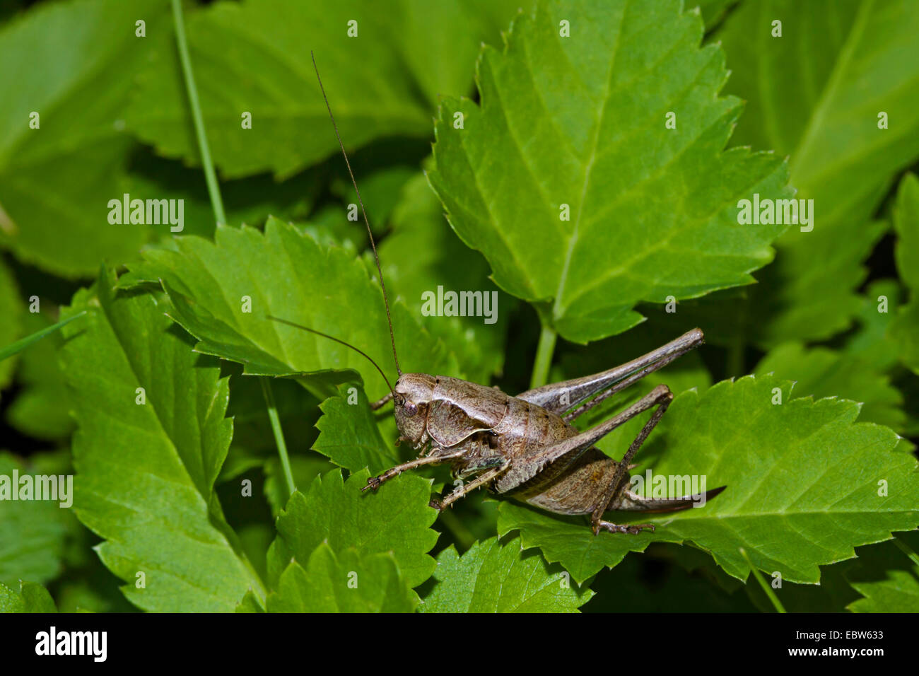 (Pholidoptera griseoaptera bushcricket sombre), femme assise sur une feuille, Allemagne Banque D'Images