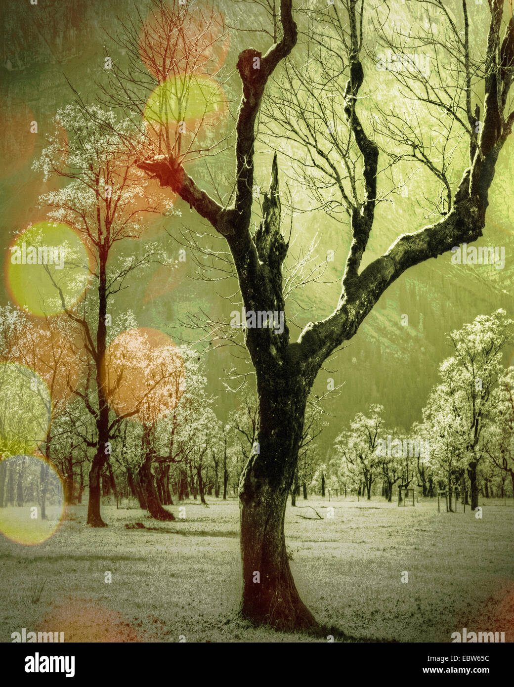 L'ART NUMÉRIQUE : Magic Woods (Grosser Ahornboden, Tyrol, Autriche) Banque D'Images