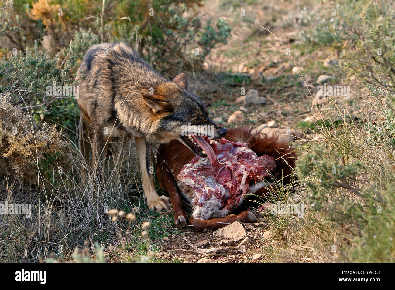 Loup ibérique, Loup Ibérique (Canis lupus signatus), avec les proies menaçant, Espagne Banque D'Images