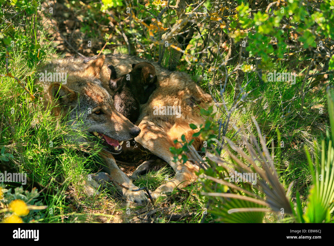 Loup ibérique, Loup Ibérique (Canis lupus signatus), avec 14 jours d'âge nés, Espagne Banque D'Images