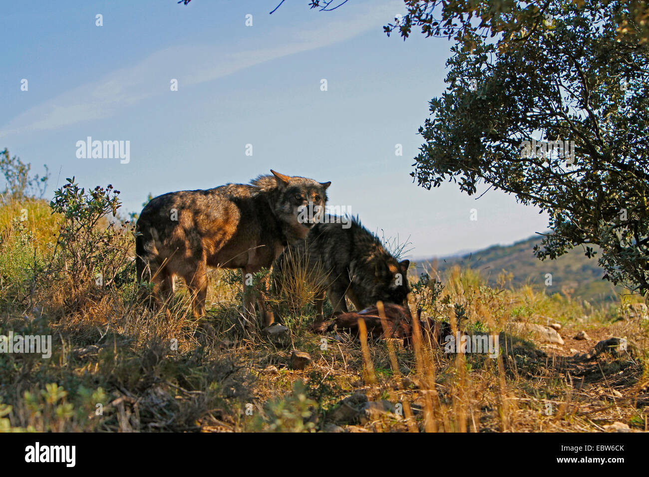 Loup ibérique, Loup Ibérique (Canis lupus signatus), debout à leur proie, Espagne Banque D'Images