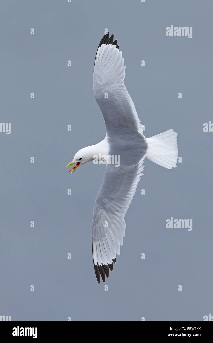 La mouette tridactyle (Rissa tridactyla), Larus tridactyla), volant et d'appel, l'Allemagne, Schleswig-Holstein, Helgoland Banque D'Images