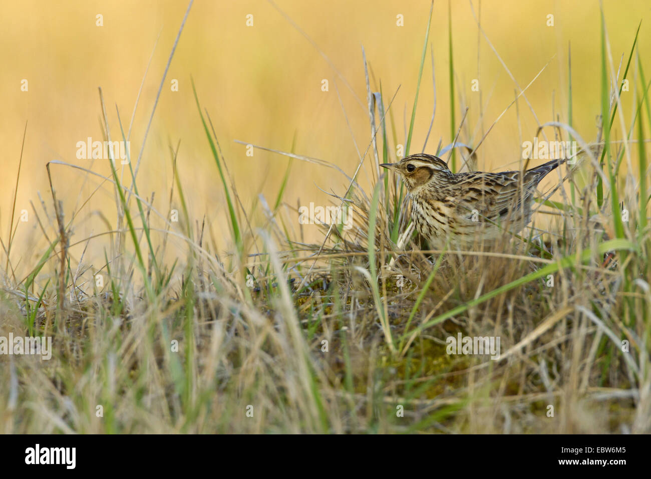 Wood lark (Lullula arborea), sittin dans l'herbe, l'Allemagne, Hesse Banque D'Images Wood lark (Lullula arborea), sittin dans l'herbe, l'Allemagne, Hesse Banque D'Images