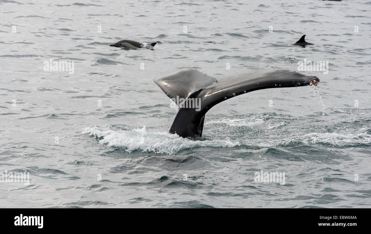 Baleine à bosse avec les balanes, nager avec les dauphins à long bec, Parque Nacional Bahía de Loreto, Mer de Cortez, Mexique Banque D'Images