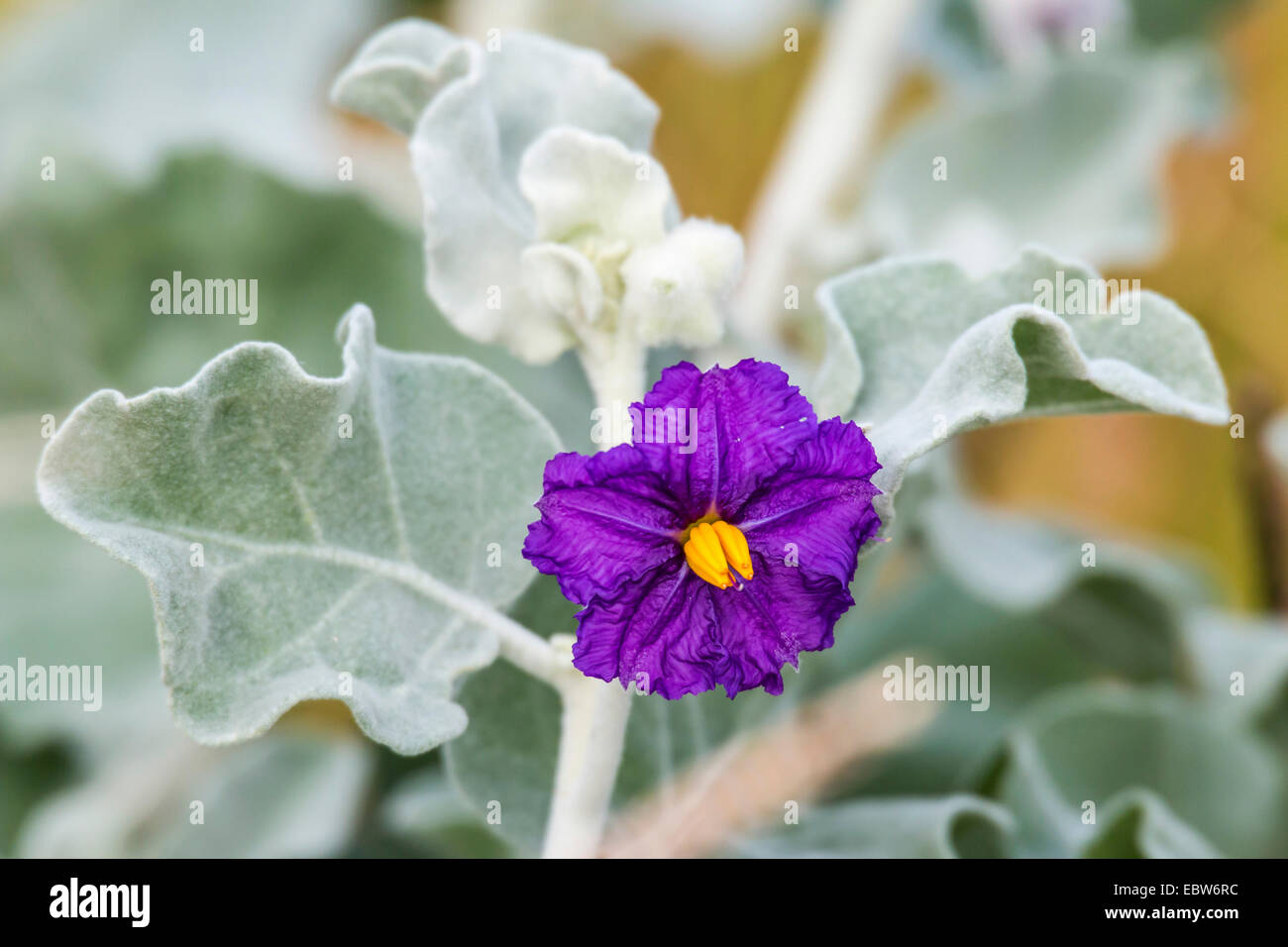 Bush de flanelle (Solanum lasiophyllum), fleur, l'Australie, l'Australie Occidentale Banque D'Images Bush de flanelle (Solanum lasiophyllum), fleur, l'Australie, l'Australie Occidentale Banque D'Images