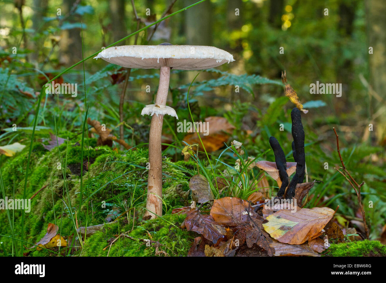 Parasol (Macrolepiota procera, Lepiotia procera), avec les doigts de l'homme mort, Xylaria polymorpha, Allemagne, Mecklembourg-Poméranie-Occidentale Banque D'Images