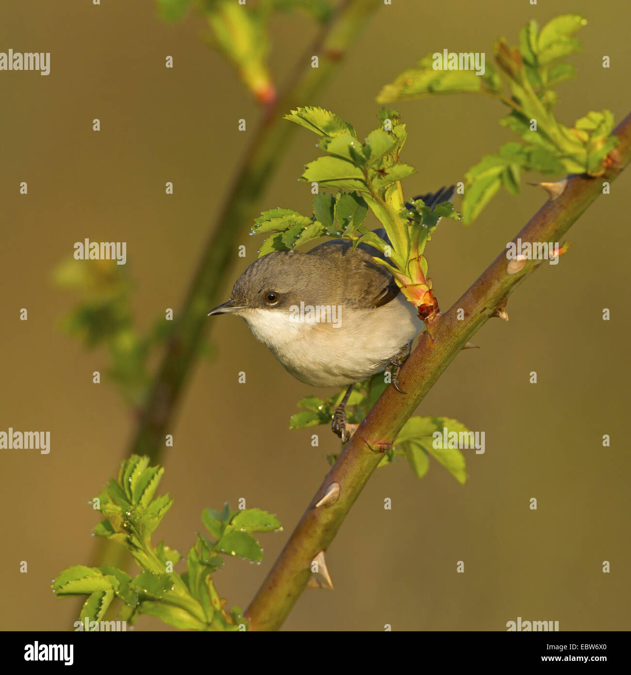 Fauvette grisette (Sylvia curruca moindre), assis sur une branche de rose, de l'Allemagne, Rhénanie-Palatinat Banque D'Images