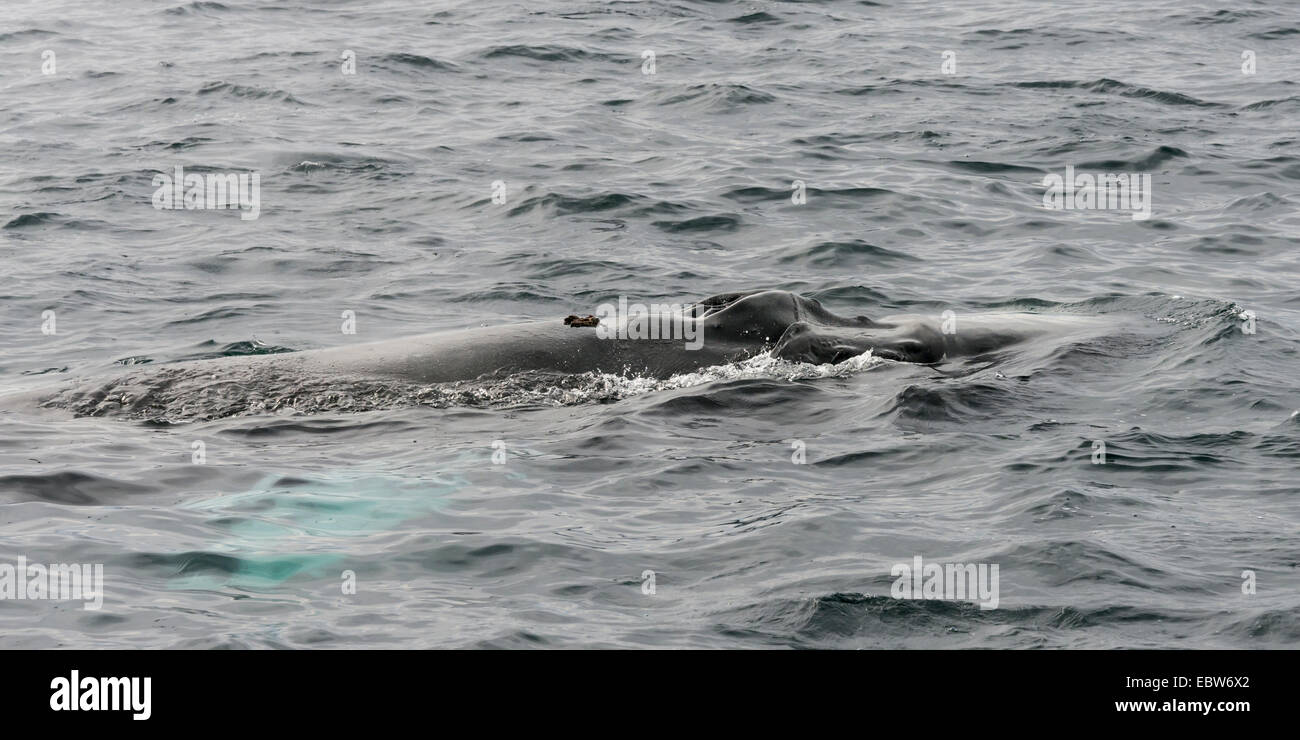 Baleine à bosse avec l'onde à partir de la tribune et underwater flipper, Parque Nacional Bahía de Loreto, Mer de Cortez, Mexique Banque D'Images