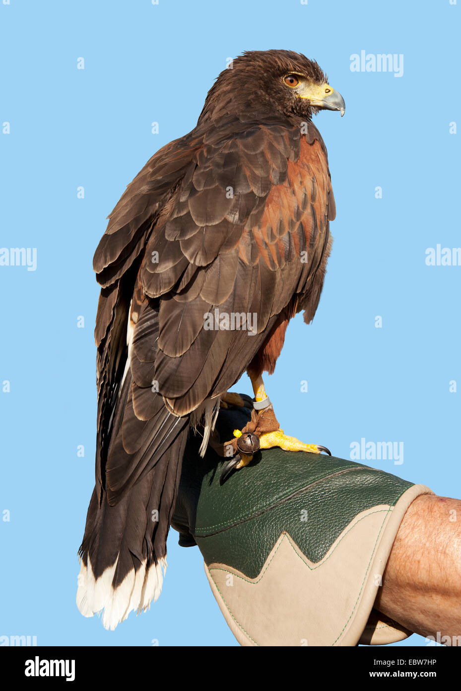 Eagle contre un ciel bleu assis sur la main d'un falconer Banque D'Images