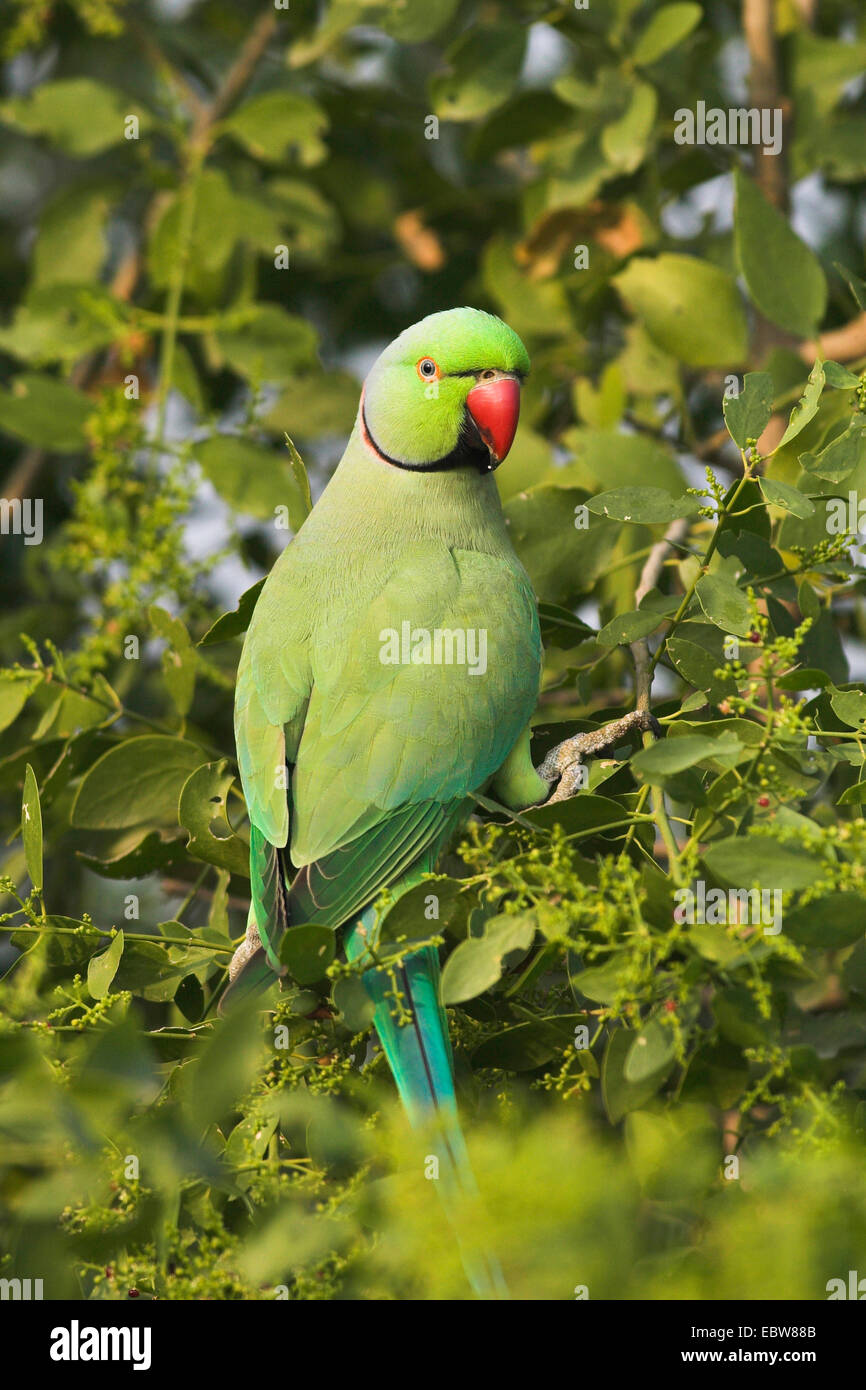 Héron pourpré (Psittacula krameri), portrait, l'Inde, le parc national de Keoladeo Ghana Banque D'Images
