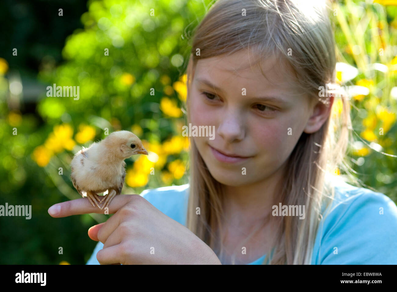 Les oiseaux domestiques (Gallus gallus f. domestica), chick sur les filles doigt, Allemagne Banque D'Images