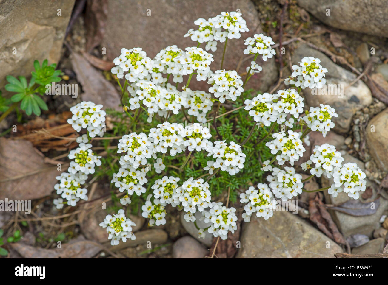 Cresson des Chamois, Chamois Grass (Hornungia Pritzelago alpina, alpina, Hutchinsia alpina, Iberidella alpina), blooming, Allemagne, Bavière, Oberbayern, Haute-Bavière Banque D'Images