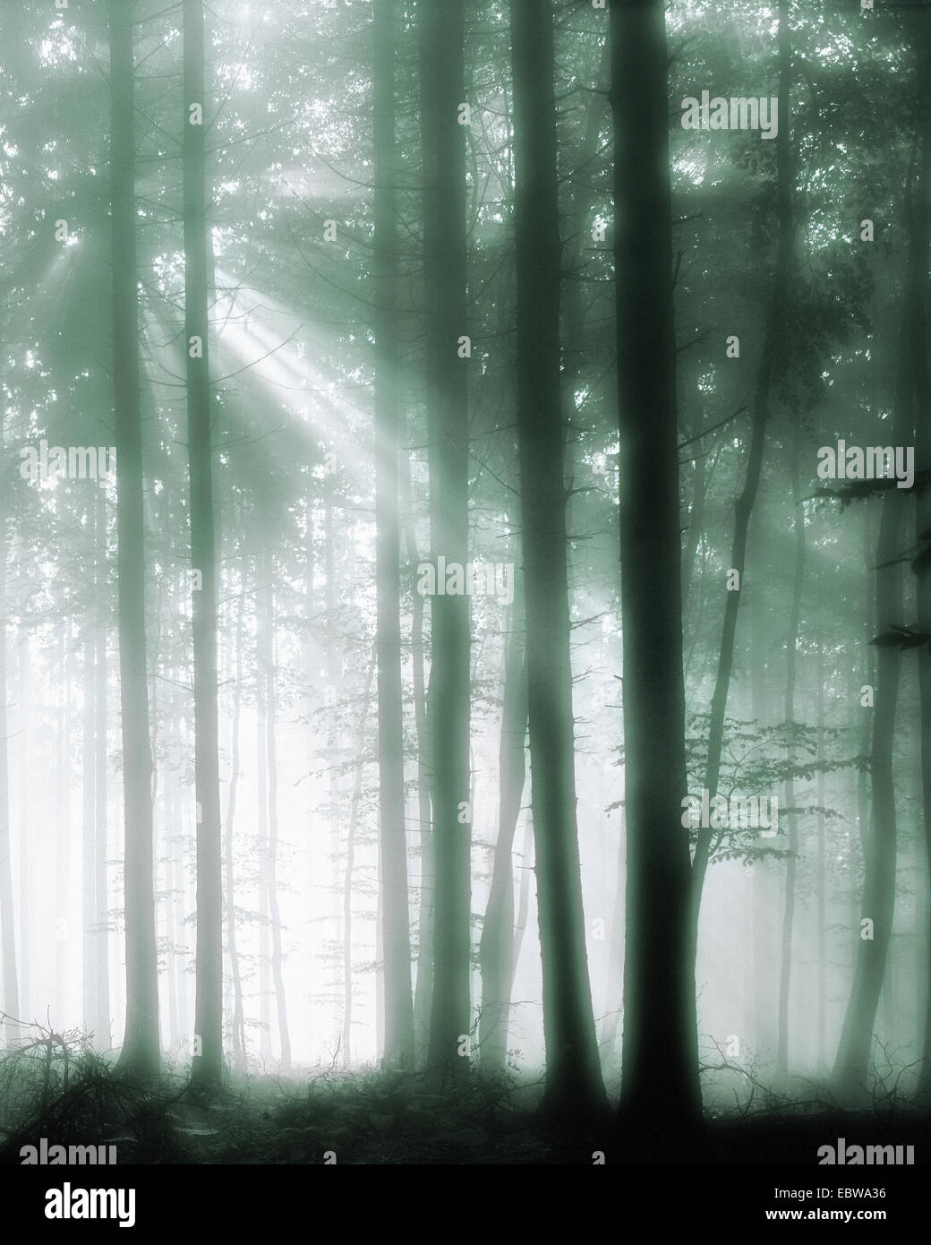 DE - La Bavière : Mobilis In Mobile dans les bois Banque D'Images