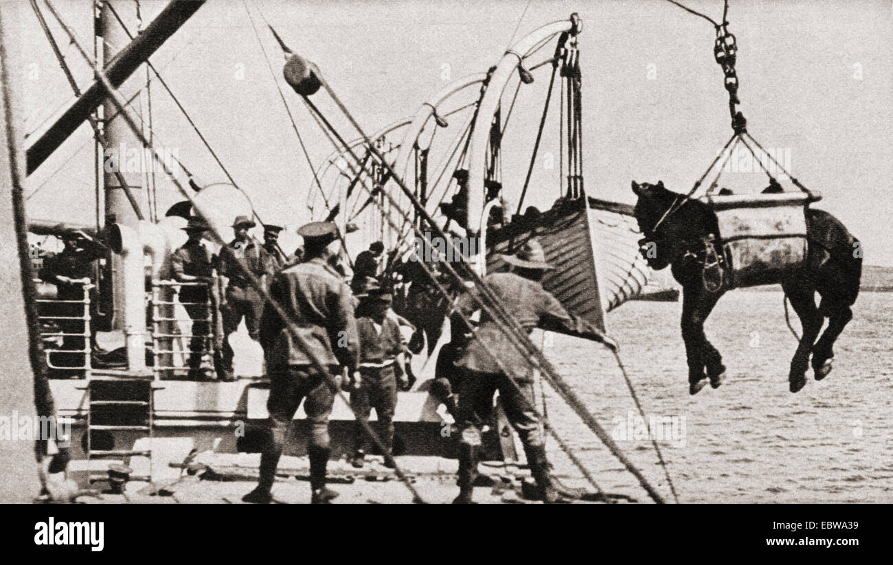 Les chevaux et les troupes de débarquement à Gallipoli pendant la Première Guerre mondiale. Banque D'Images