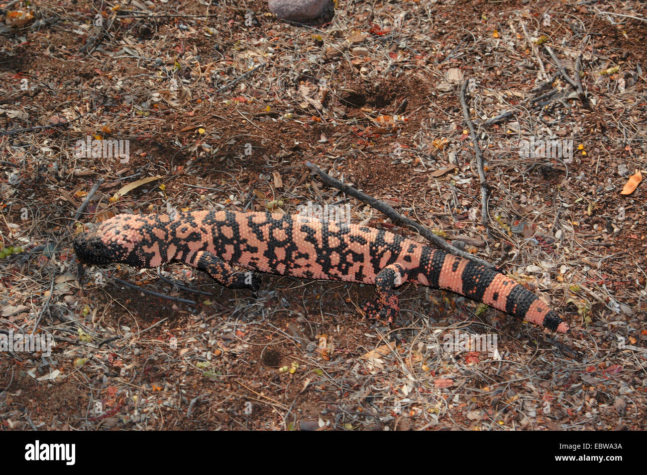 Monstre de Gila (Heloderma suspectum), tournant, Arizona, USA Banque D'Images