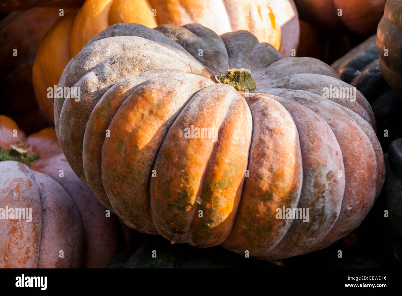 Citrouilles citrouille cucurbita de chasse d'automne sur un marché Banque D'Images