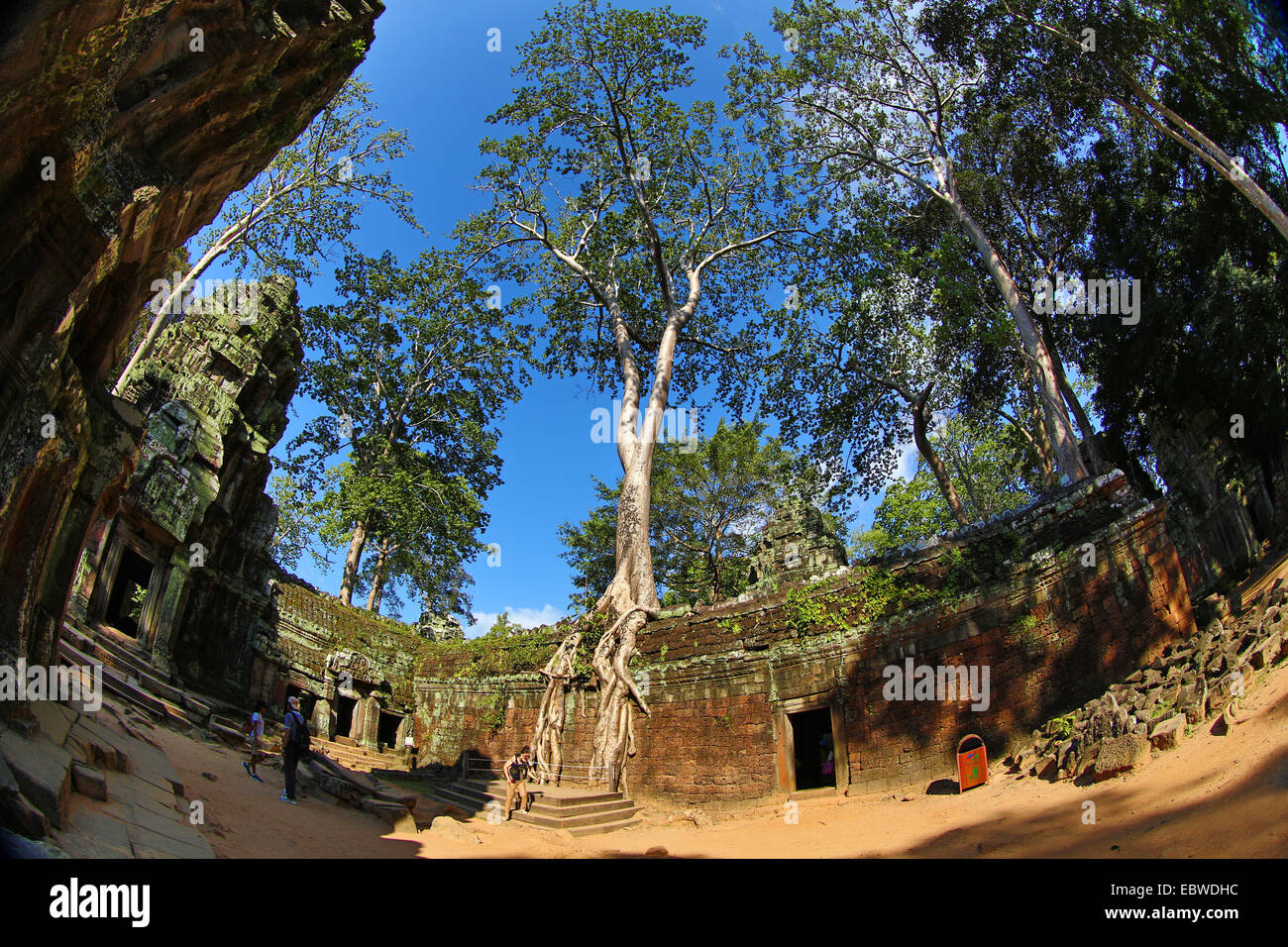 Racines de l'arbre géant à Ta Phrom, temple Khmer à Angkor, Siem Reap, Cambodge. Banque D'Images