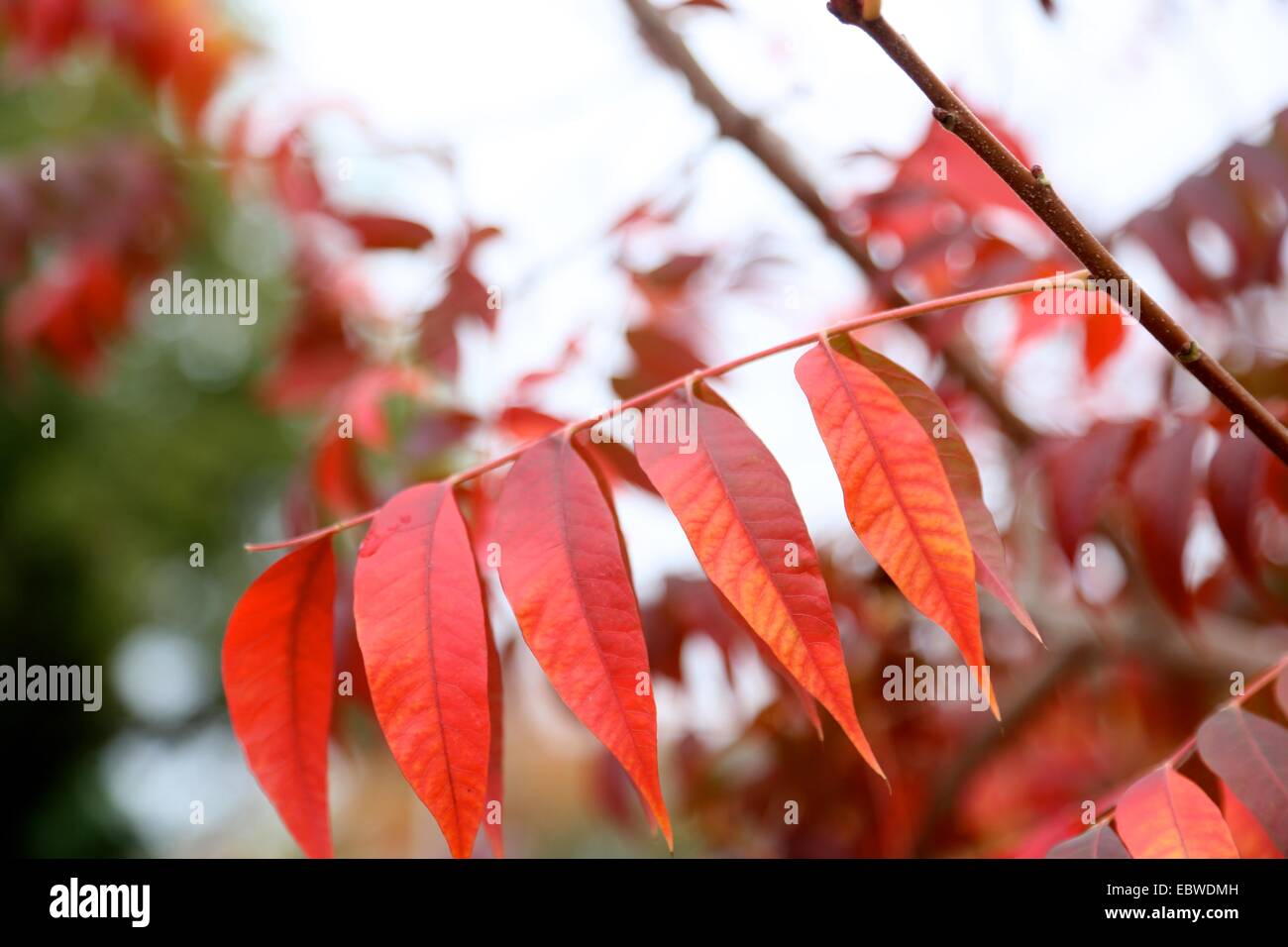 Femme infirmière Banque D'Images