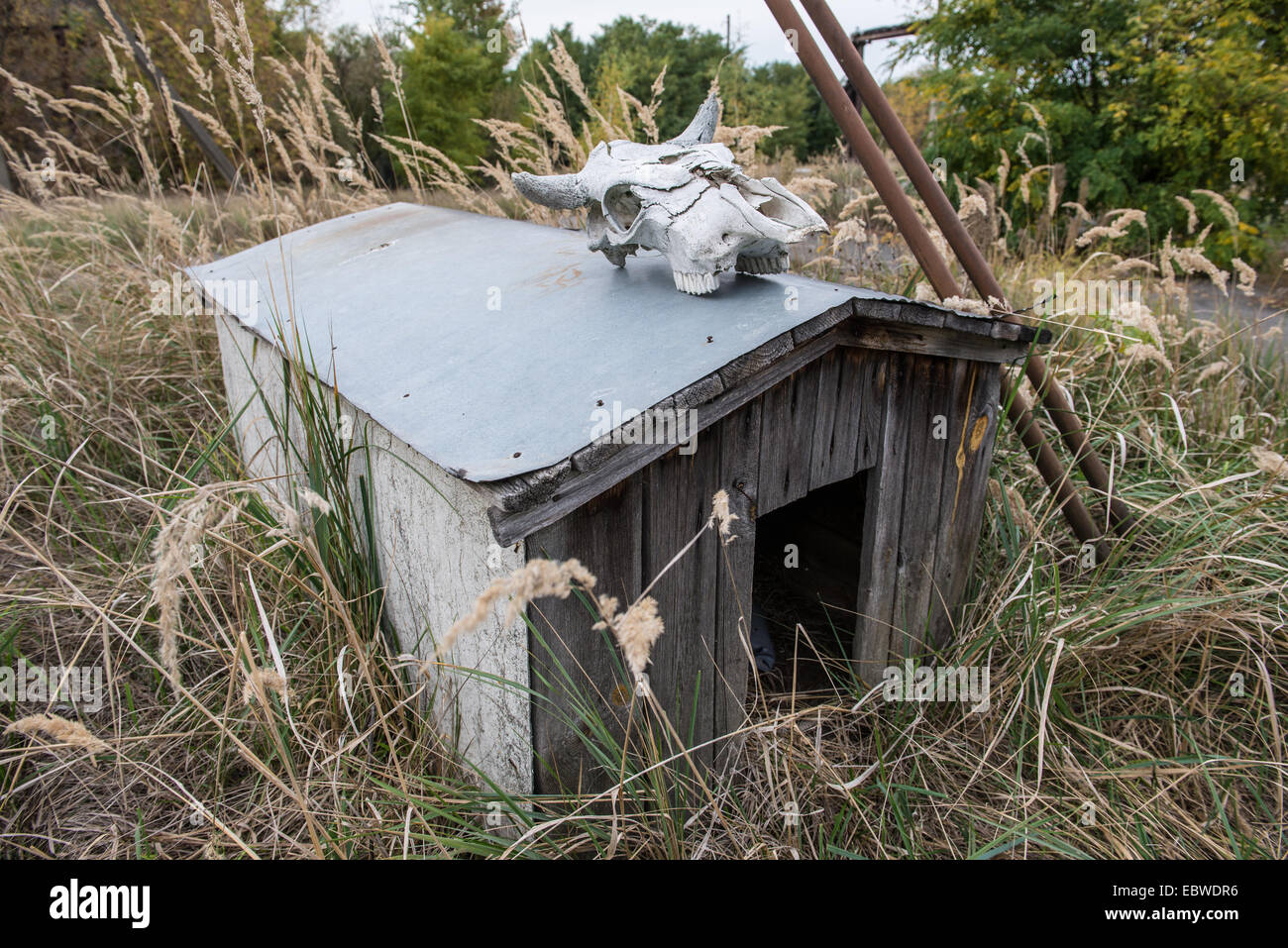 Chenil près de l'ancien laboratoire de radio-écologiques (poisson ferme avant accident) à Pripyat, zone d'exclusion de Tchernobyl, l'Ukraine Banque D'Images