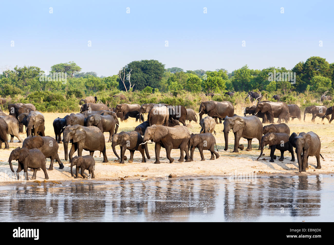 Un troupeau d'éléphants africains de boire à un point d'eau boueuse, le parc national de Hwange, Zimbabwe. Photographie véritable Banque D'Images