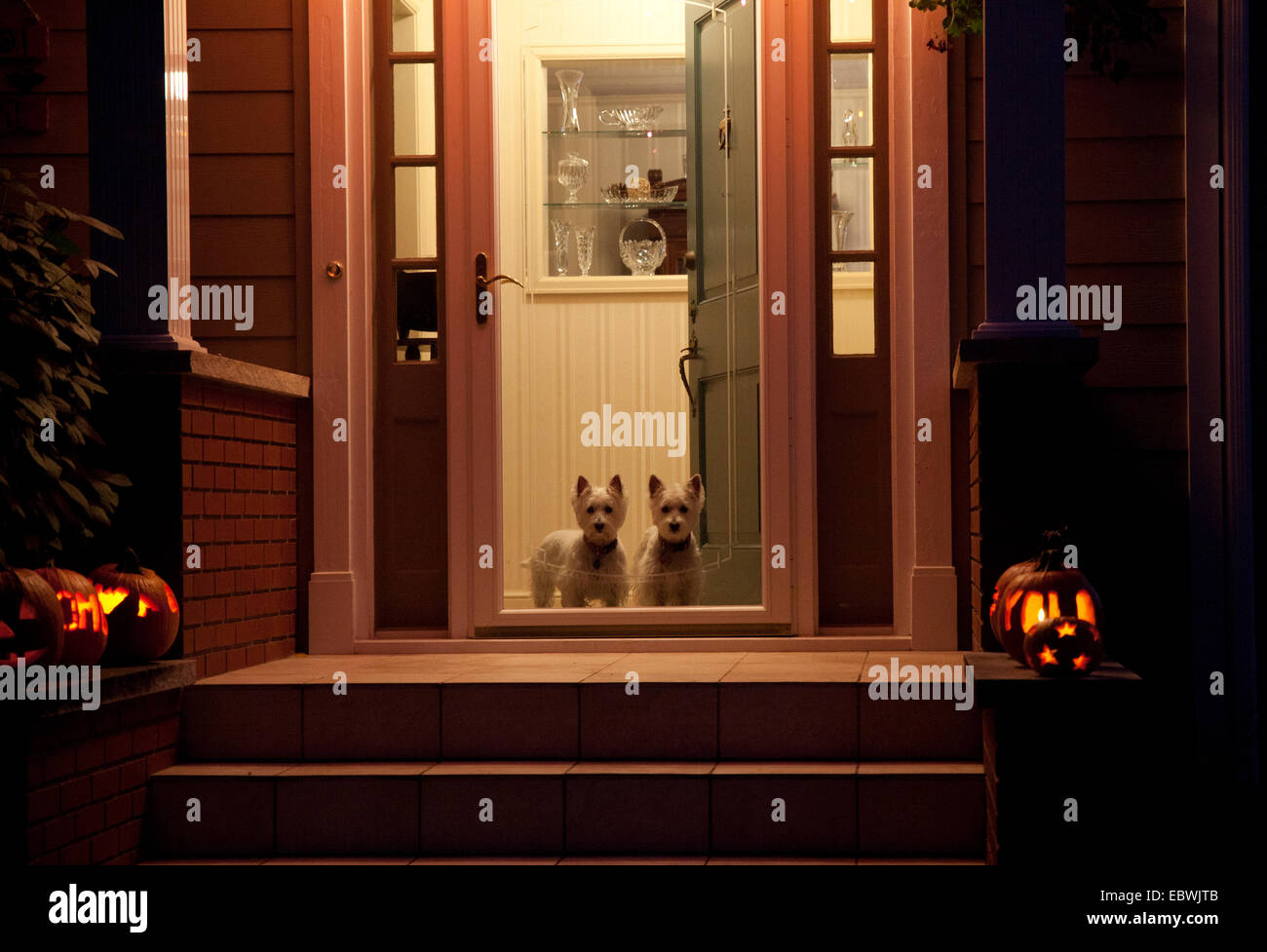 Photo de nuit de chiens à une porte à l'Halloween Banque D'Images