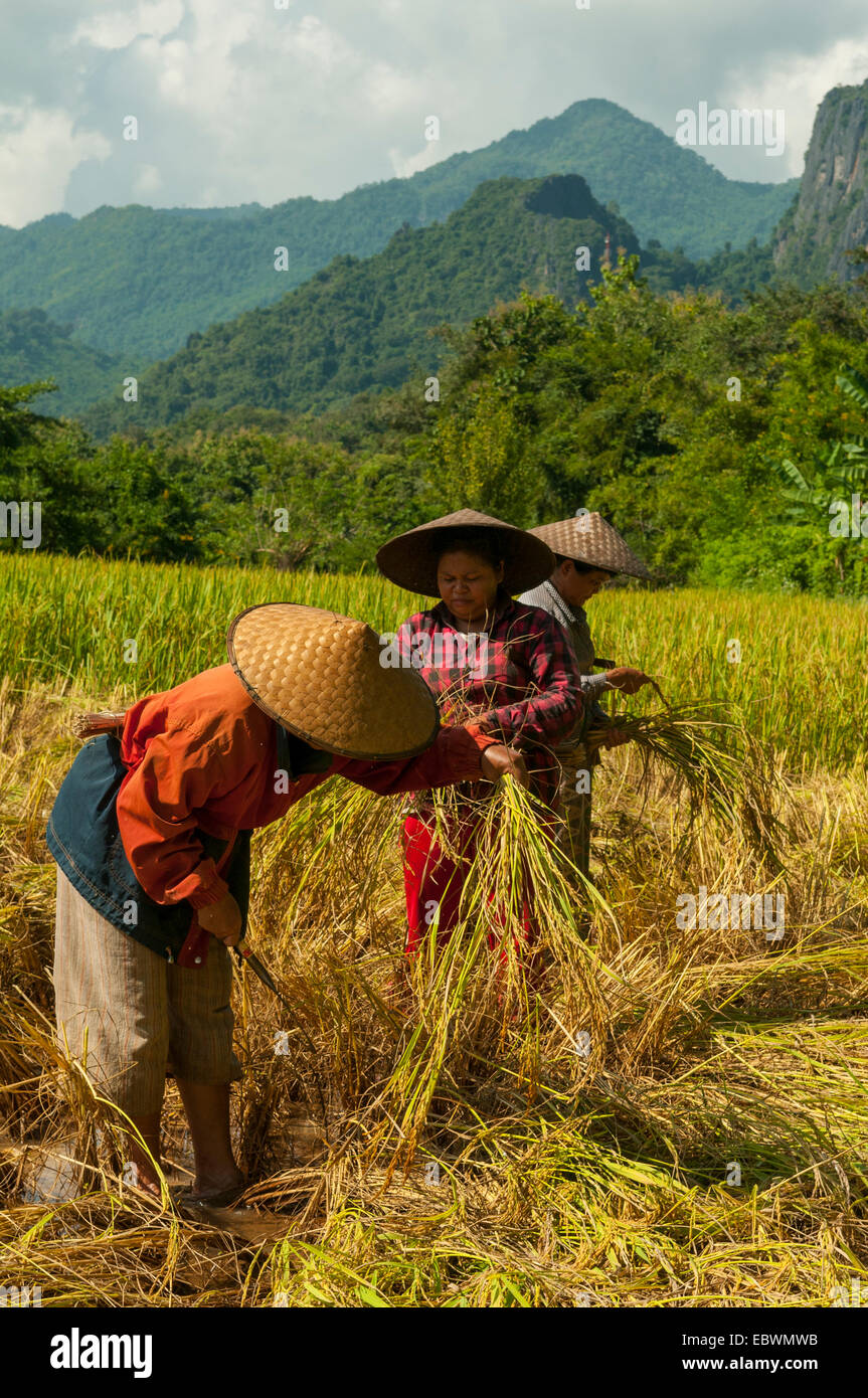 Recolte Riz Rice harvesting Banque de photographies et d’images à haute résolution ...