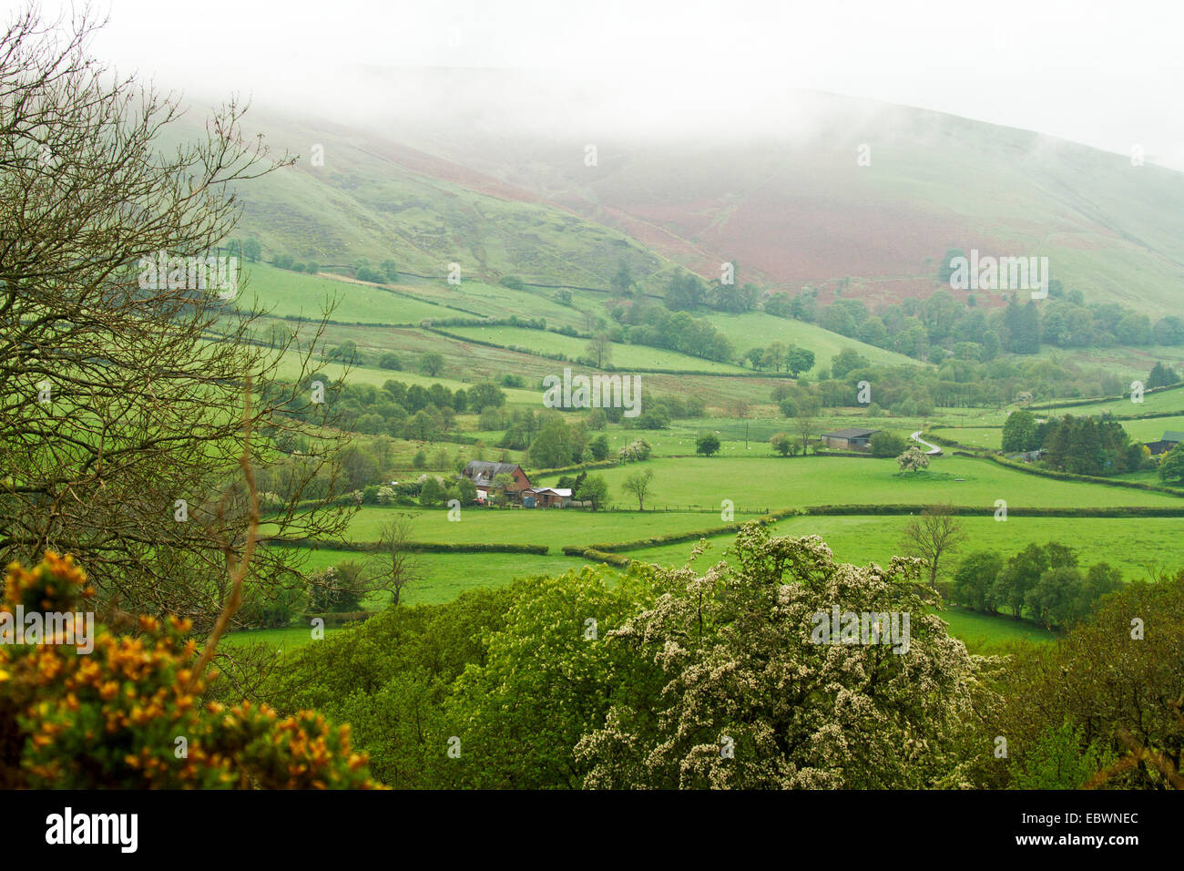 Paysage gallois avec brume sur la colline parlementaire passant de vallée des champs vert émeraude bordé de haies et des bouquets d'arbres Banque D'Images