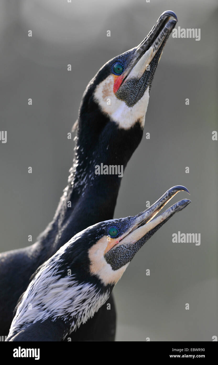 Paire de grands cormorans noirs ou de Grands Cormorans (Phalacrocorax carbo), pendant la pariade, Stuttgart, Bade-Wurtemberg Banque D'Images