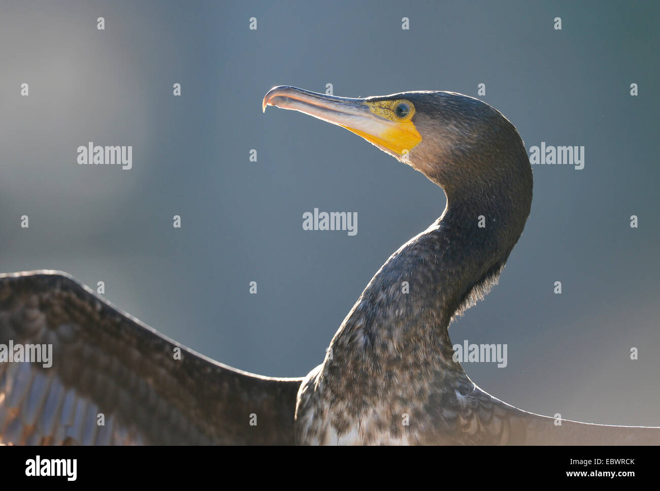 Grand cormoran ou Grand Cormoran (Phalacrocorax carbo), Stuttgart, Bade-Wurtemberg, Allemagne Banque D'Images