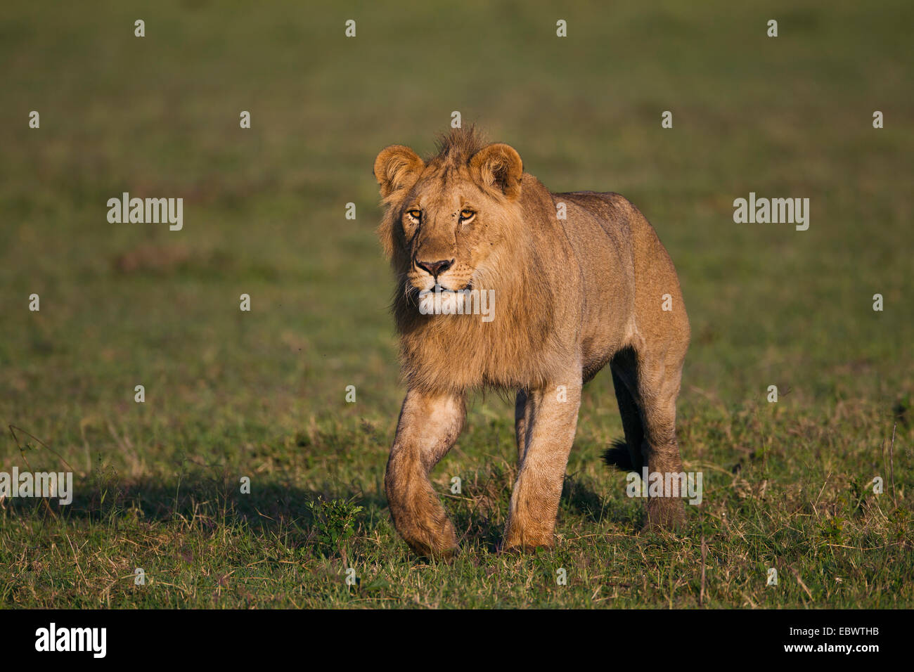 Jeune lion (Panthera leo) dans la matinée, la lumière, Massai Mara, Serengeti, province de la vallée du Rift, au Kenya Banque D'Images
