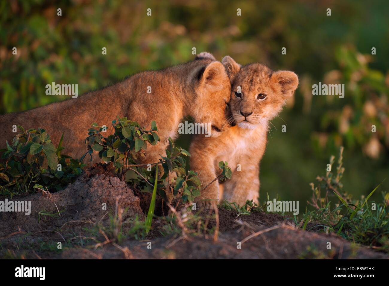 Lion cubs (Panthera leo) se blottissant jusqu'à l'autre dans la lumière du matin, Massai Mara, Serengeti, province de Liège Banque D'Images