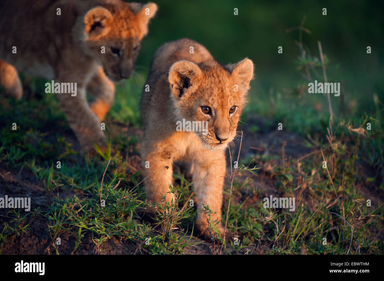 Lion cubs (Panthera leo) dans la matinée, la lumière, Massai Mara, Serengeti, province de la vallée du Rift, au Kenya Banque D'Images