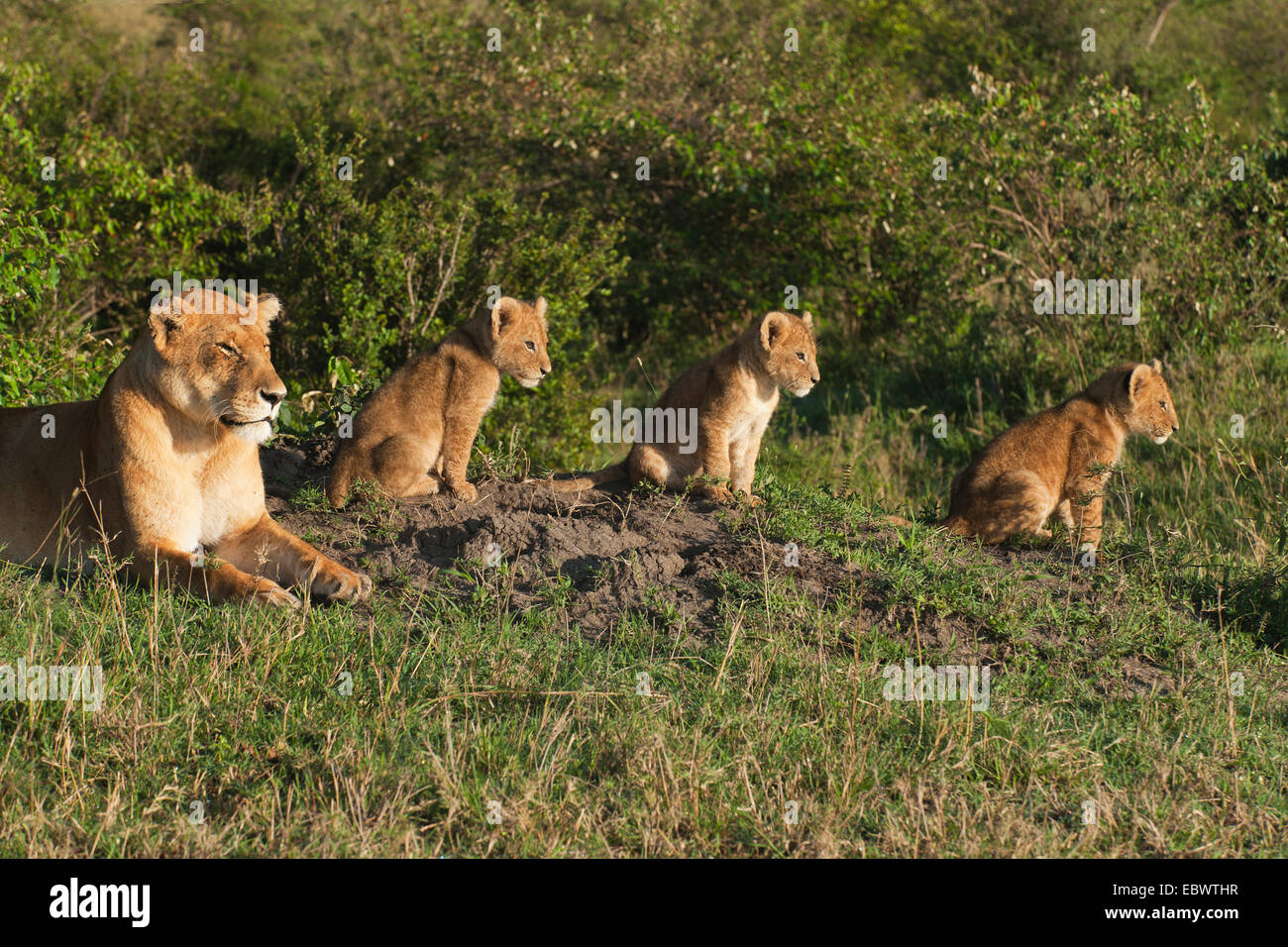 Lioness (Panthera leo) avec ses trois lionceaux dans la lumière du matin, Massai Mara, Serengeti, province de la vallée du Rift, au Kenya Banque D'Images