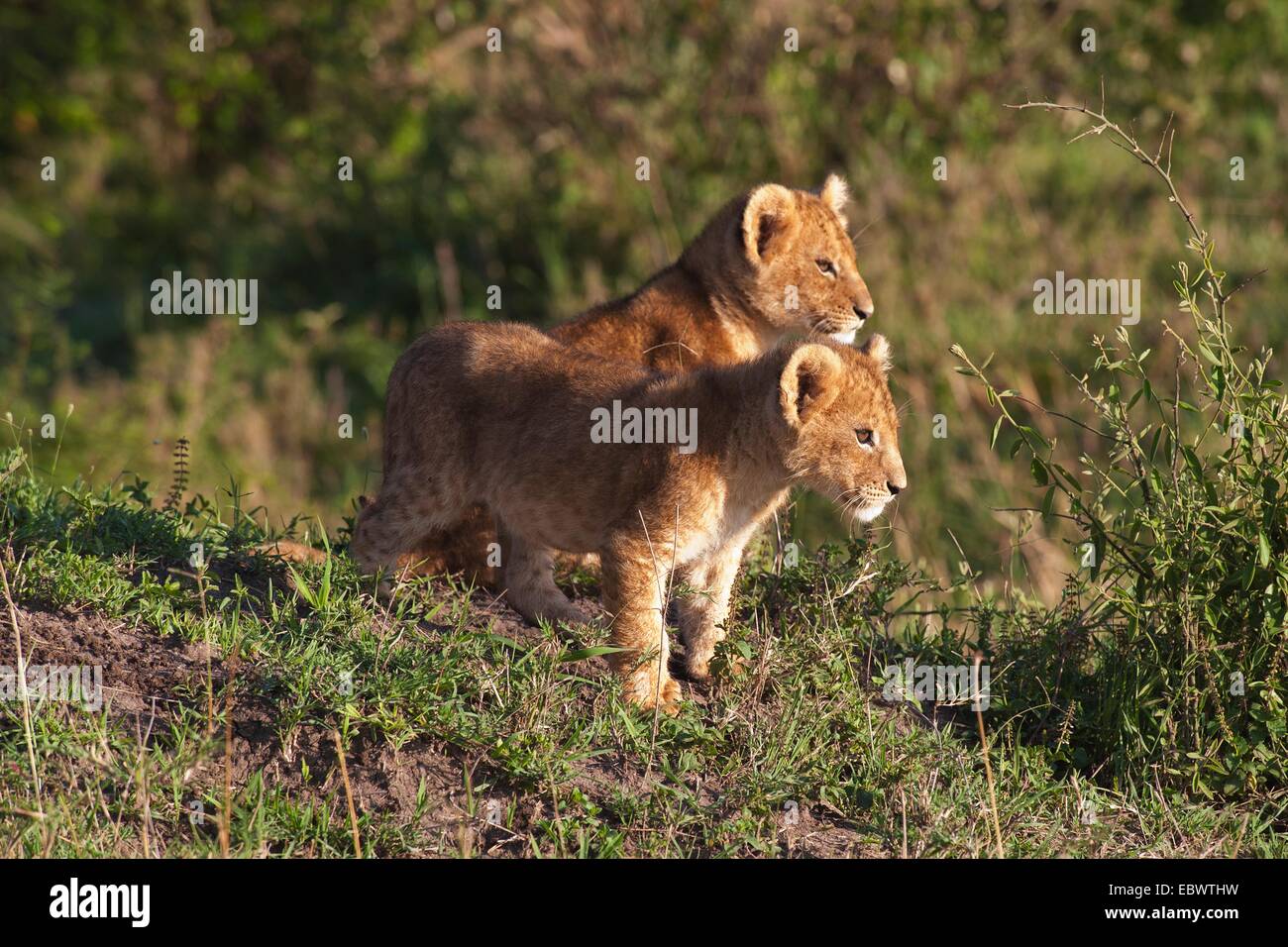 Lion cubs (Panthera leo) dans la matinée, la lumière, Massai Mara, Serengeti, province de la vallée du Rift, au Kenya Banque D'Images