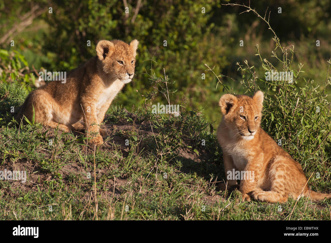Lion cubs (Panthera leo) dans la matinée, la lumière, Massai Mara, Serengeti, province de la vallée du Rift, au Kenya Banque D'Images