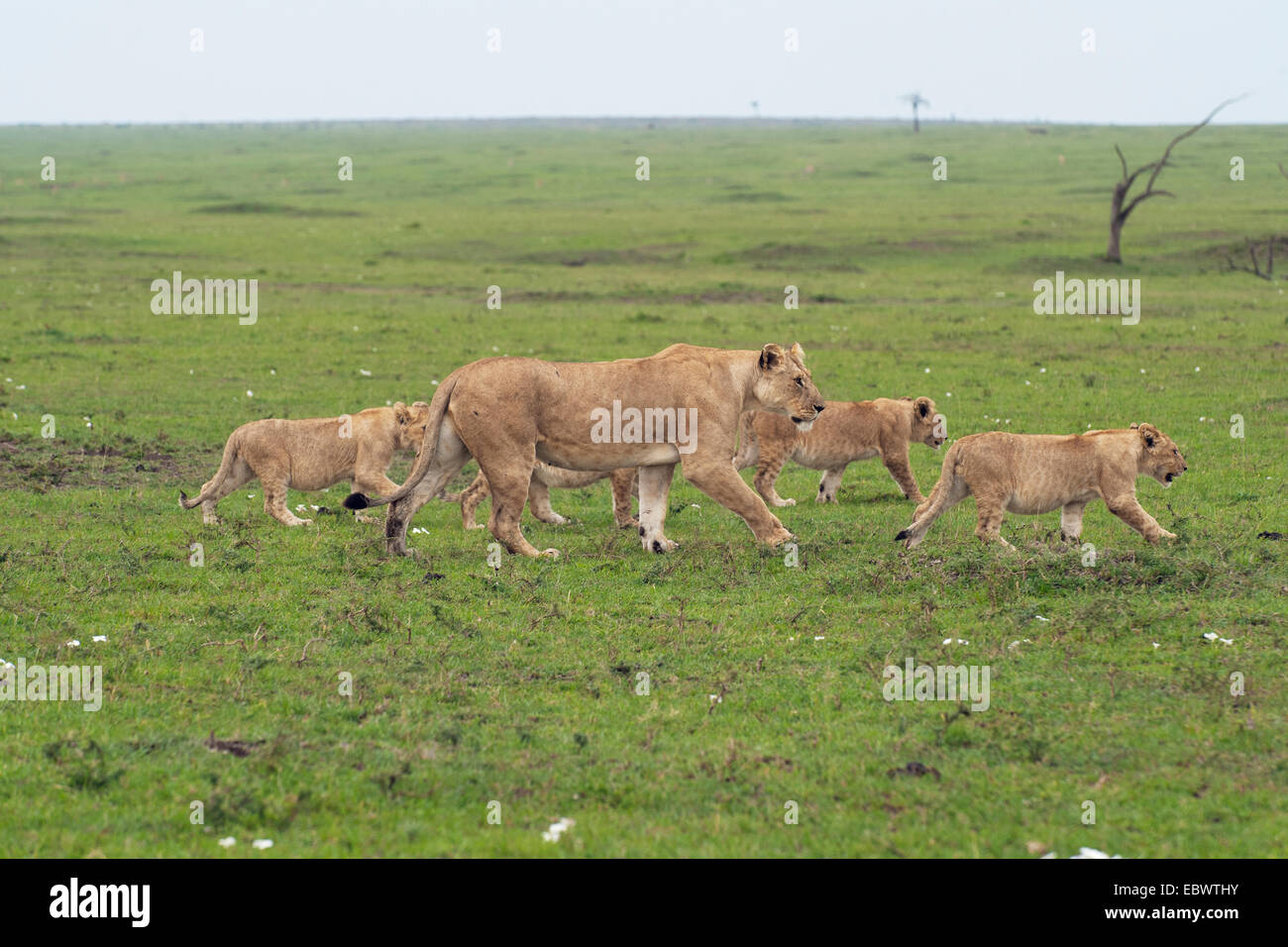 Lioness (Panthera leo) avec ses quatre lionceaux, Massai Mara, Serengeti, province de la vallée du Rift, au Kenya Banque D'Images