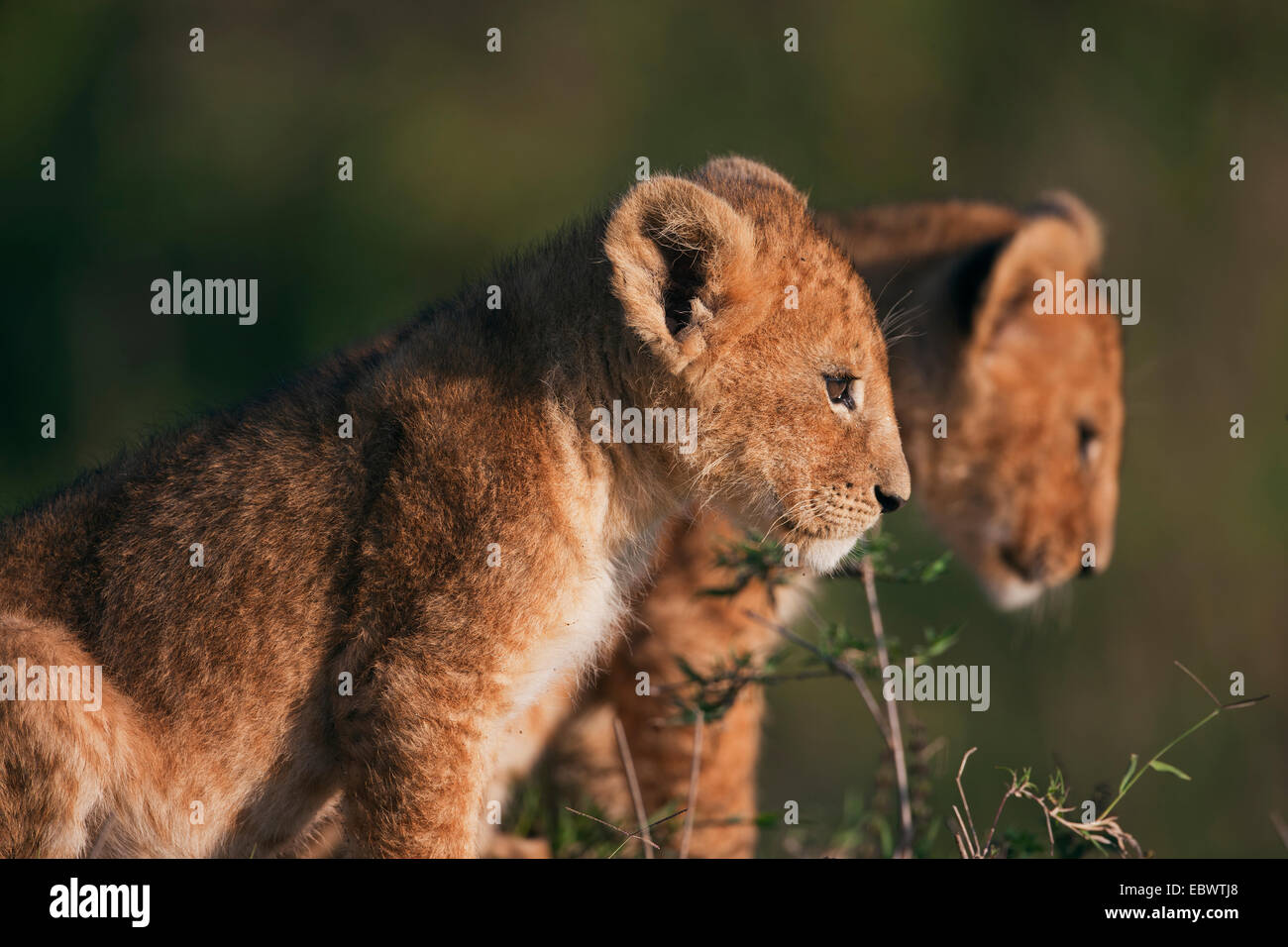 Lion cubs (Panthera leo) dans la matinée, la lumière, Massai Mara, Serengeti, province de la vallée du Rift, au Kenya Banque D'Images