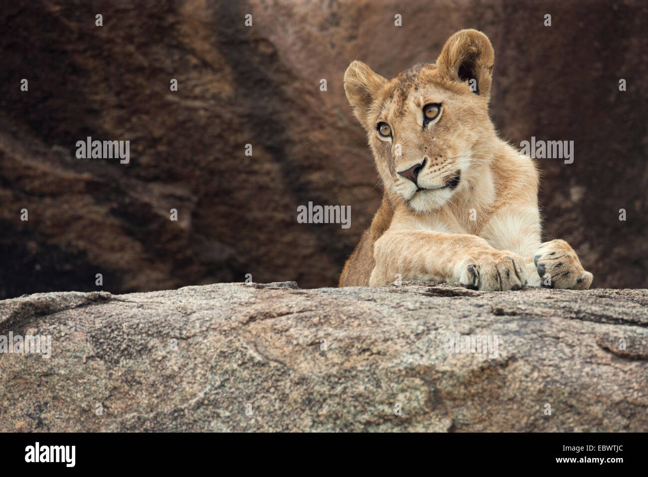 Jeune lion (Panthera leo) sur un rocher, Serengeti, Tanzanie Banque D'Images
