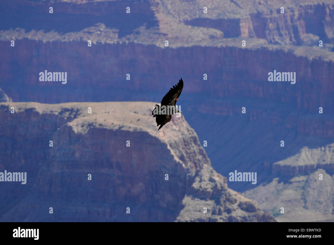 Condor de Californie (Gymnogyps californianus), espèce en voie de disparition, femelle, juvénile, le Parc National du Grand Canyon, Arizona Banque D'Images