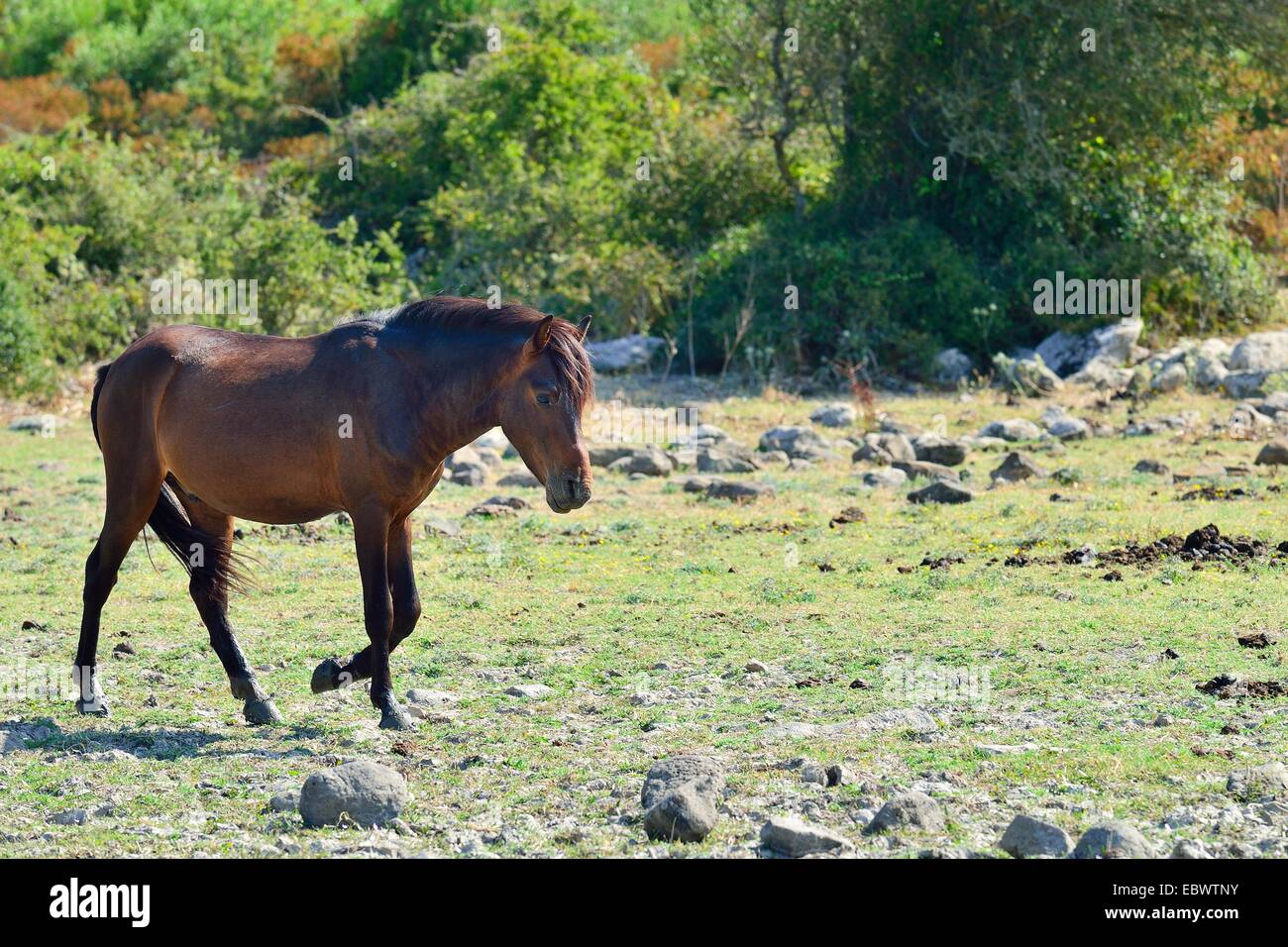 Wild horse bay stallion, sur le plateau de Giara di Gesturi, Medio Campidano, Sardaigne, Italie Province, Europe Banque D'Images