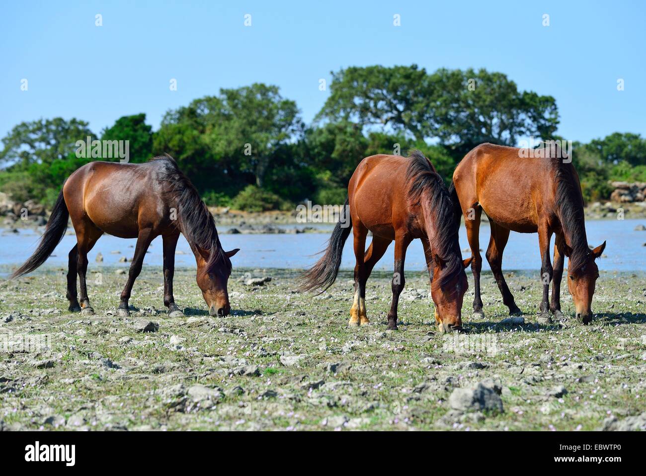 Brown chevaux sauvages à l'étang Pauli Majori, plateau de Giara di Gesturi, Medio Campidano, Sardaigne, Italie Province, Europe Banque D'Images