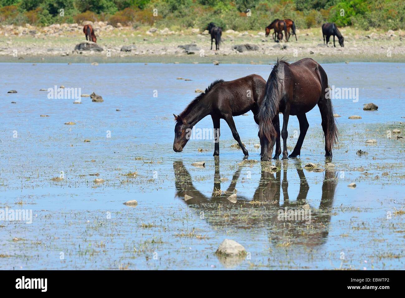 Les chevaux sauvages, mare et son poulain, à l'étang Pauli Majori, plateau de Giara di Gesturi, Medio Campidano, Sardaigne, Italie Province, Europe Banque D'Images