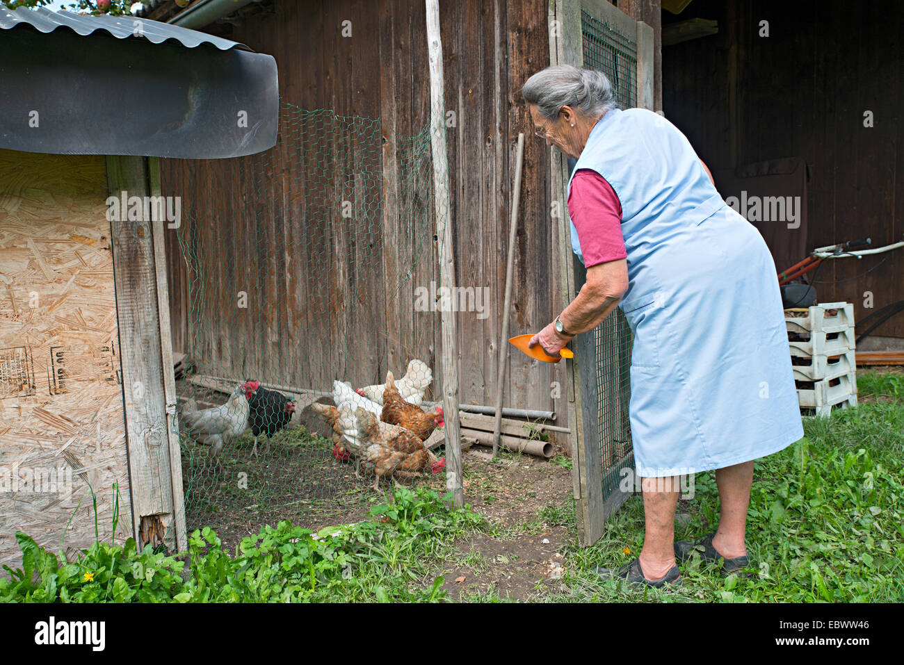 Exploitant agricole travaillant sur la ferme, nourrir les poulets, Kreutner ferme familiale, District de Schwaz, Tyrol, Autriche Famille Banque D'Images