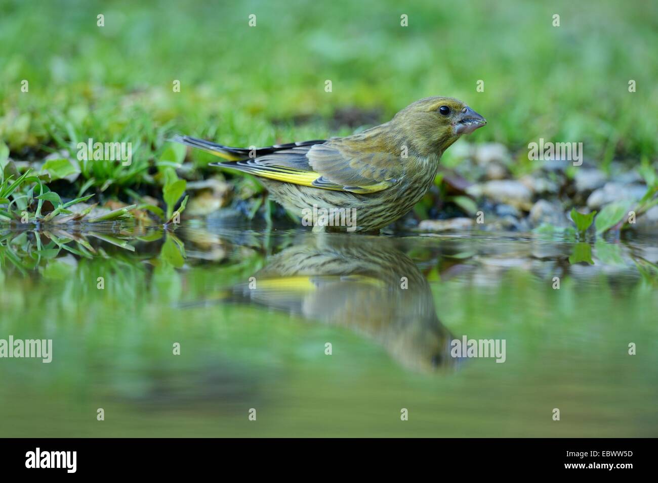 Verdier (Carduelis chloris) lave lui-même, les Rhodopes, Bulgarie Banque D'Images