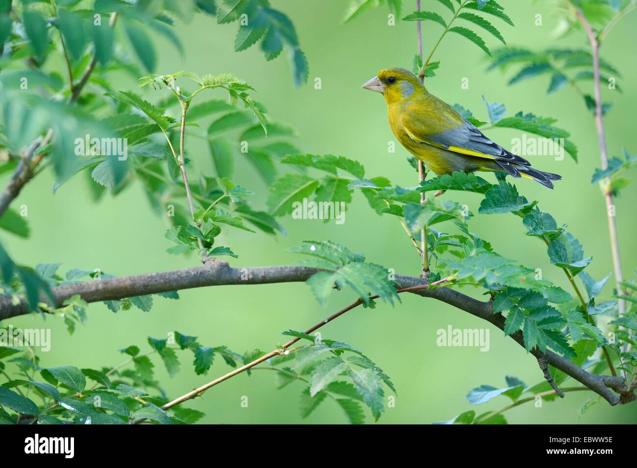 Verdier (Carduelis chloris), Rhodopes, Bulgarie Banque D'Images