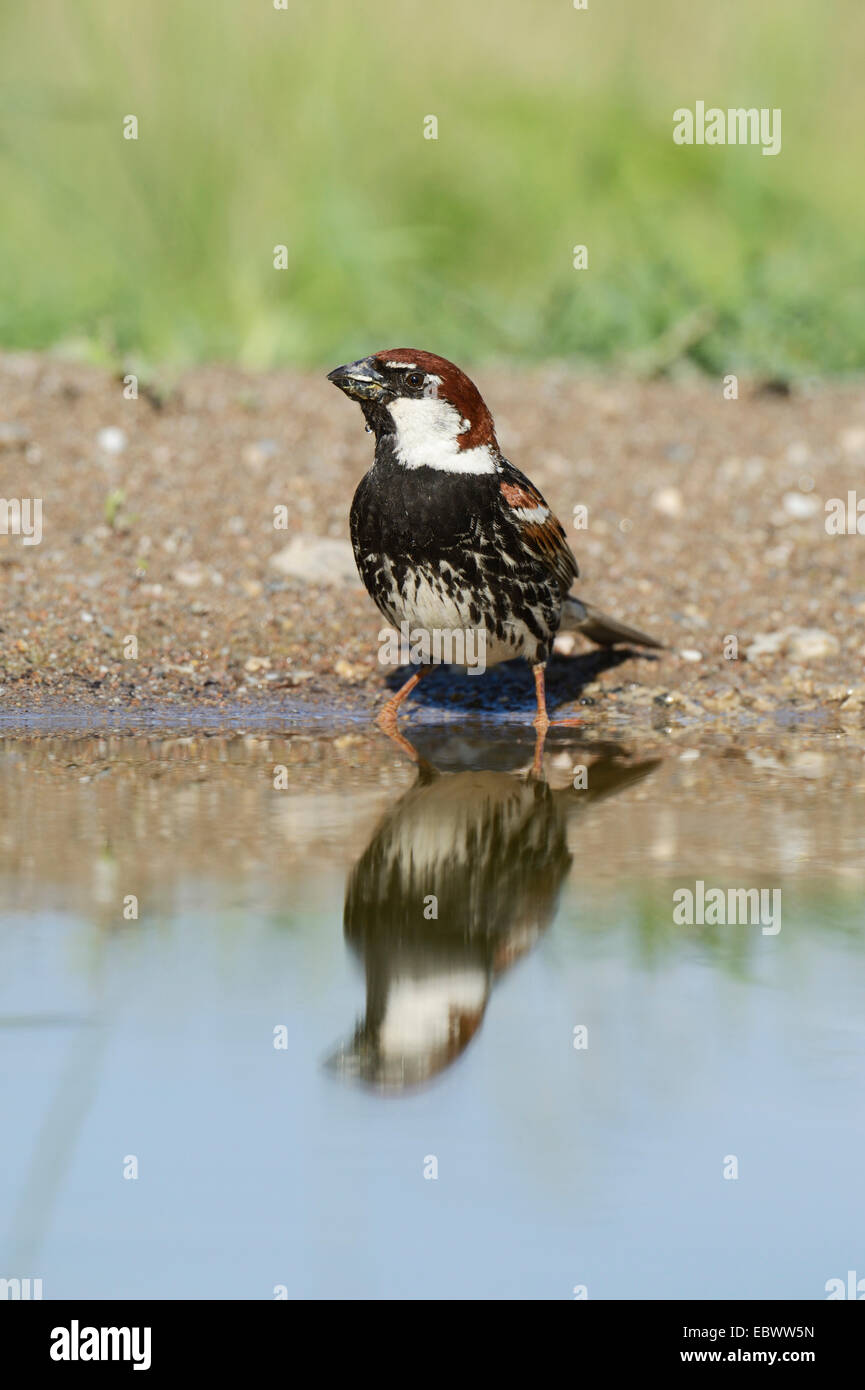 Moineau espagnol ou Willow Moineau domestique (Passer hispaniolensis), boire, Rhodopes, Bulgarie Banque D'Images