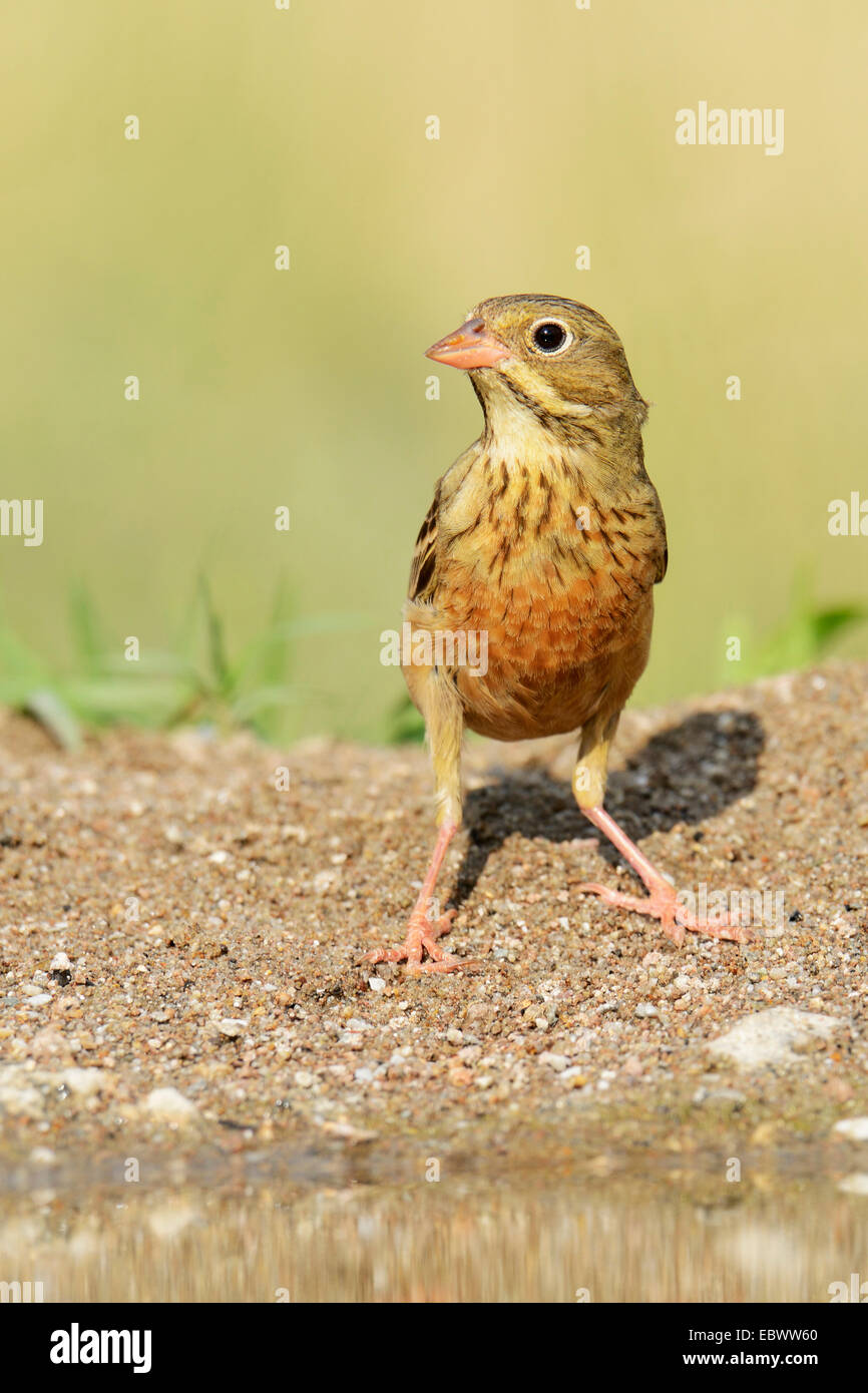 Bruant ortolan (Emberiza hortulana), Rhodopes, Bulgarie Banque D'Images