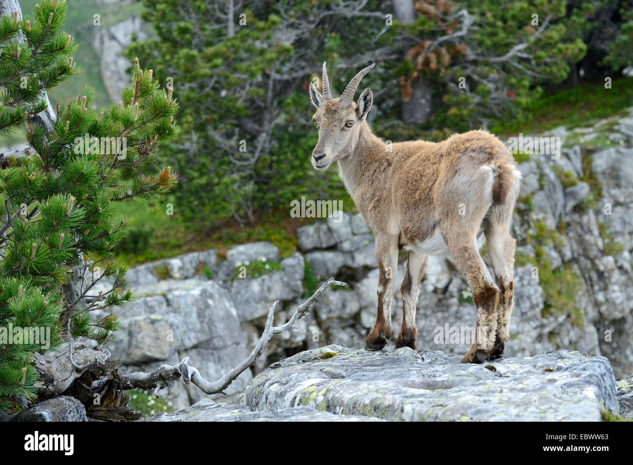 Jeune Bouquetin des Alpes (Capra ibex) debout sur une dalle de roche, Oberland Bernois, Canton de Berne, Suisse Banque D'Images