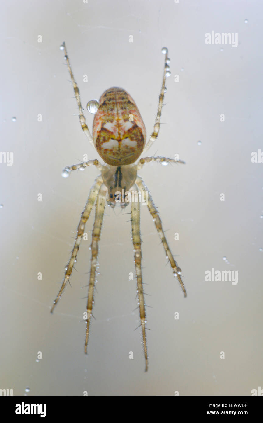 L'automne (orbweaver Metellina spec.), dans son site web avec des gouttes de rosée, l'Allemagne, en Rhénanie du Nord-Westphalie, région du Bergisches Land Banque D'Images